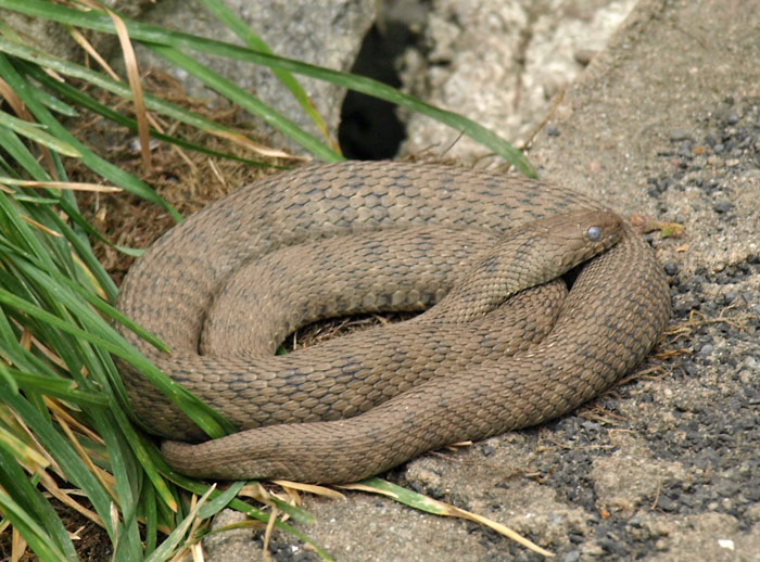 Würfelnatter, Natrix tessellata Würfelnatter, Natrix tessellata